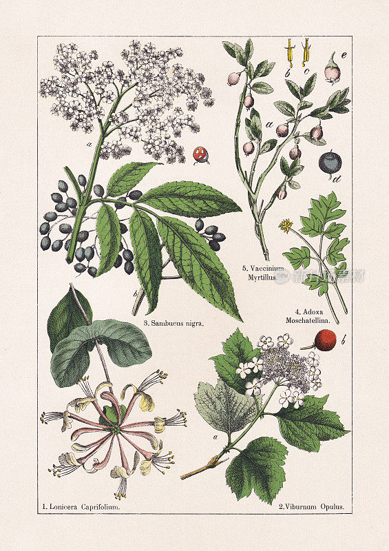 Magnoliids, Asterids, chromolithography，出版于1895年